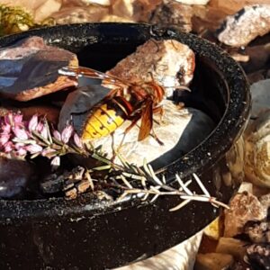 Europäische Hornisse